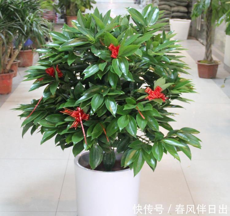 植株|聪明人客厅养花,首选“6种”盆栽,好养好看,家人身体越来越好