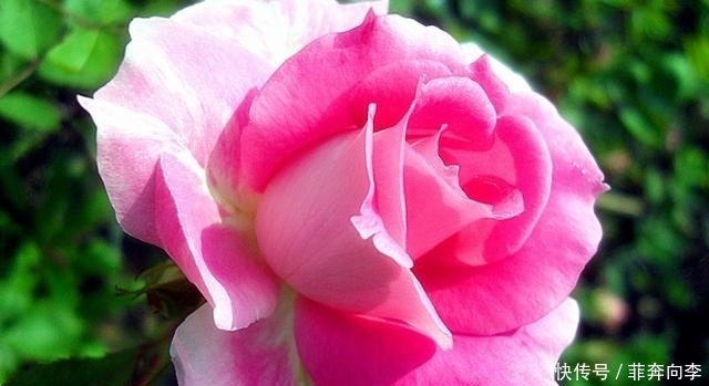 花卉|这种花被称为花中皇后,花型极大香气浓郁,月月都能开花