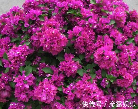 养花|名气很好听的花卉,很适合做成花墙的攀援花,养一盆家成花海