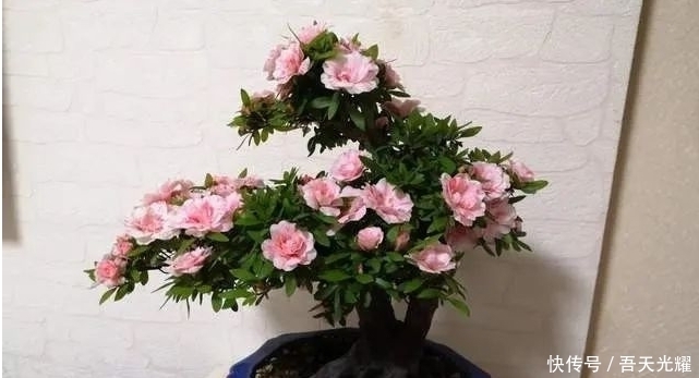 年度十大流行花卉,摆在家里大吉大利,活力无限,还有品味!