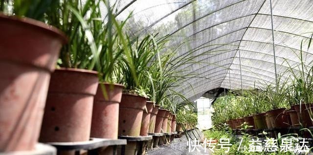 浇水|兰花浇水有多难不要再被兰谚所困,知道这两条就行了!