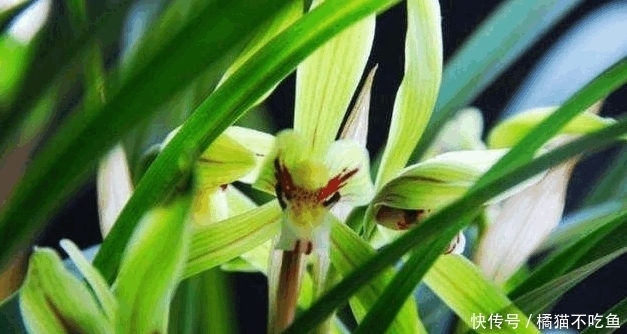 在花盆里撒点它,花卉绿植长得旺,养20年都没黄叶不生病!