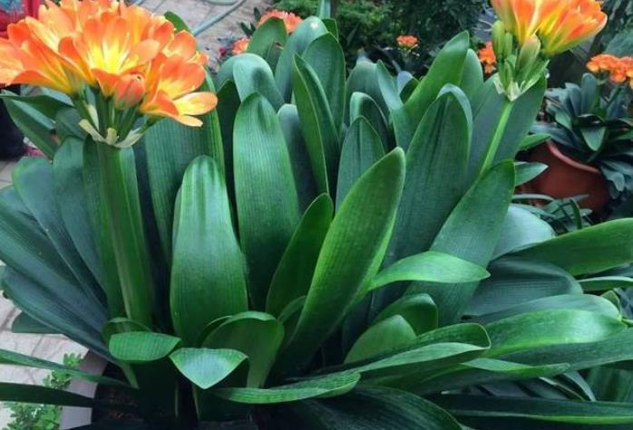 你养的君子兰开花了吗?多做4个“小动作”,想要开花很简单