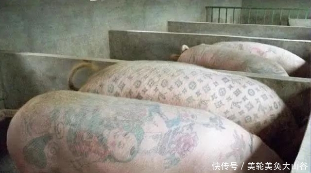 在猪身上纹身“火”了,被香奈儿买走做成2个包包,赚了50万