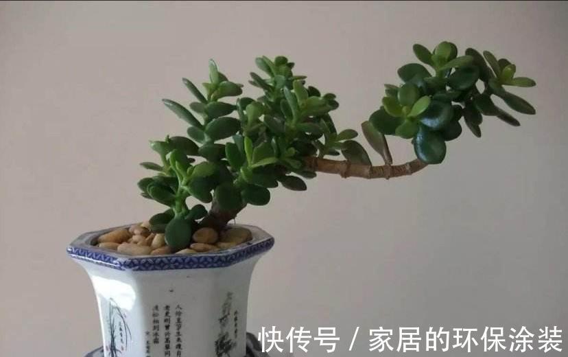 盆栽玉树要如何修剪,剪得一片叶子不留还能活吗