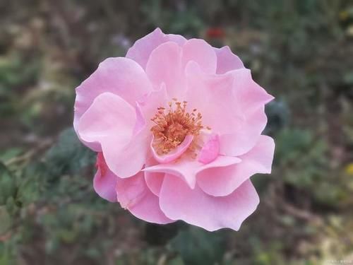 月季花在花期能够开出漂亮的花，需要满足4个条件，缺1条都不行