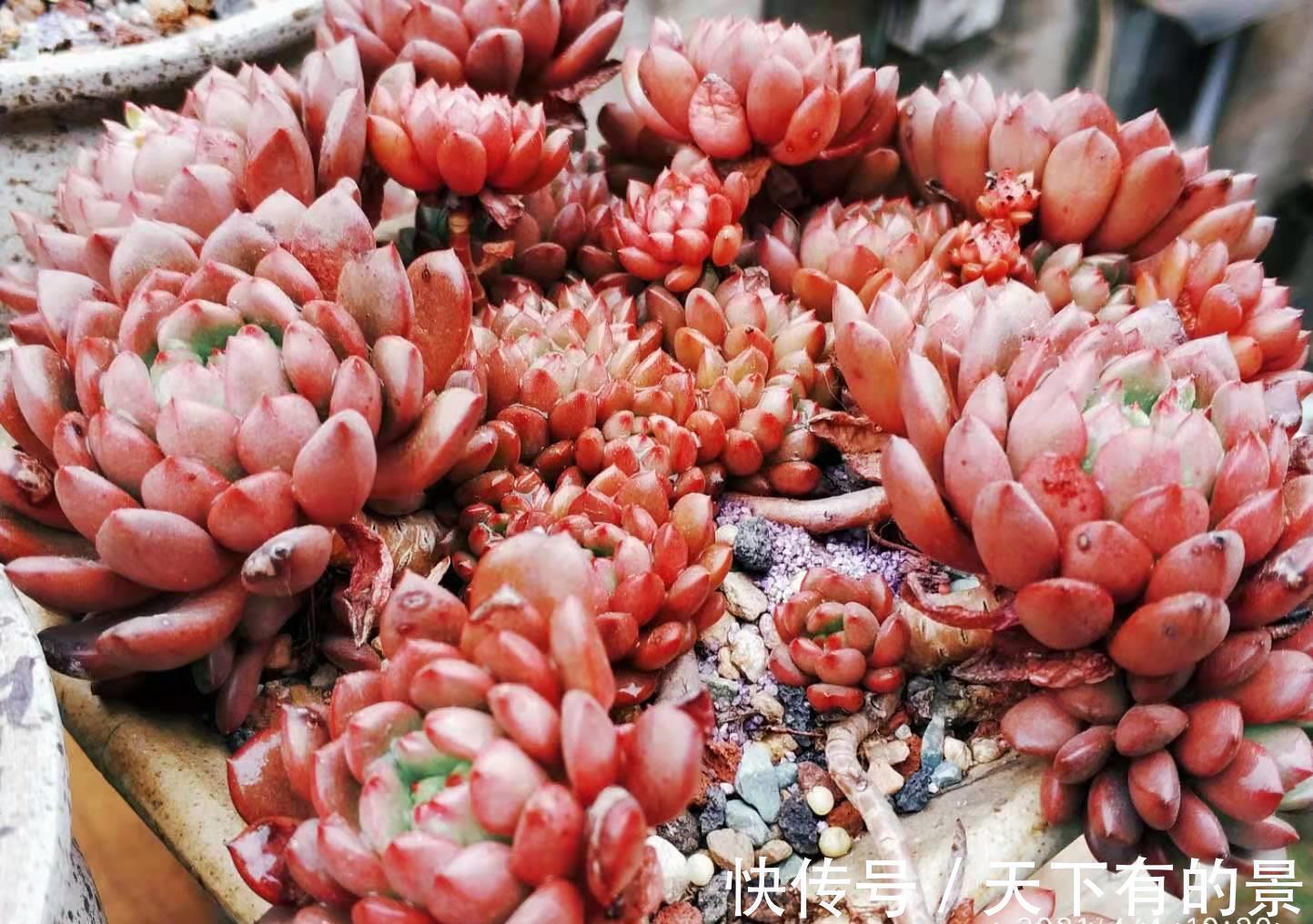 养多肉厌倦了不停地买?那内部挖潜自己叶插吧!秋天正是最佳时机