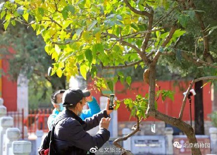 蜡梅|暗香浮动，北京植物园蜡梅初开