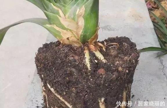 君子兰用这个土来养，根系肥壮，叶子又厚又亮，花开的越来越多