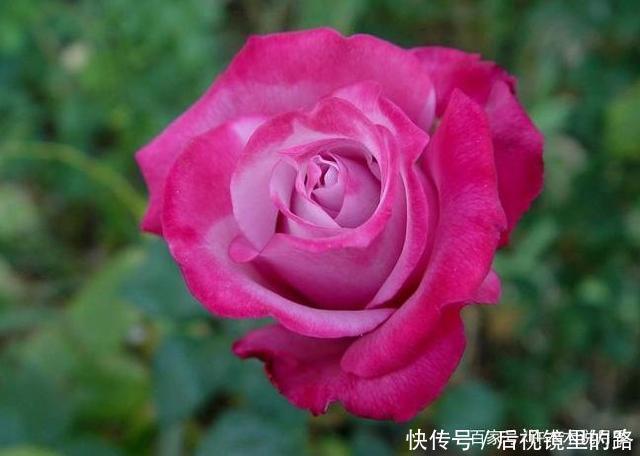 20款紫色月季品种。浓香、抗病非常好养,天然紫色唯美盛开