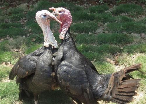 舌尖|85元网购一只三斤重的“火鸡腿”本以为很难吃，尝了一口感觉赚到了！舌尖的味觉