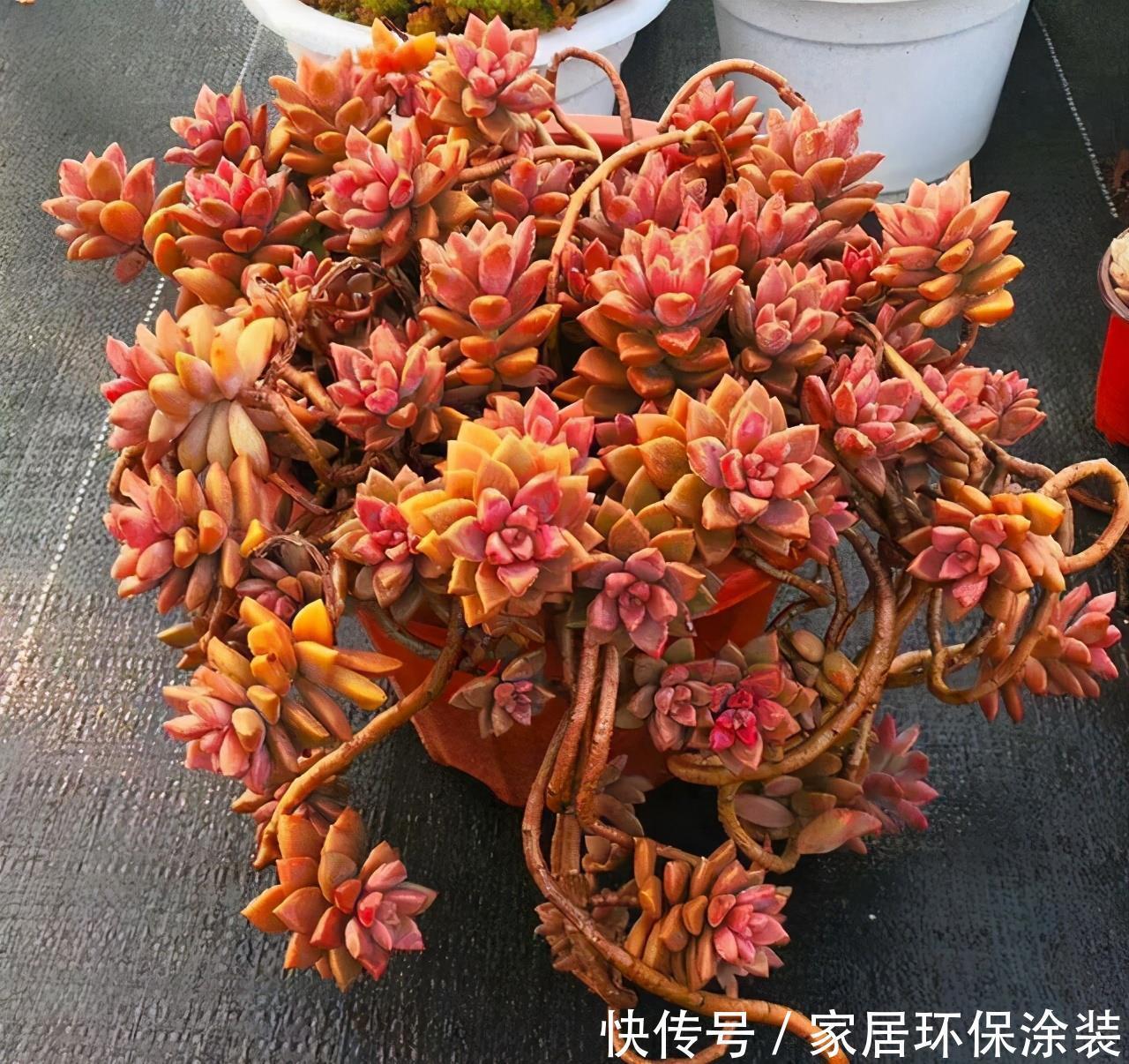 姬胧月状态差，“三动作”虐一虐，憋出满枝苞，养成精品小老桩