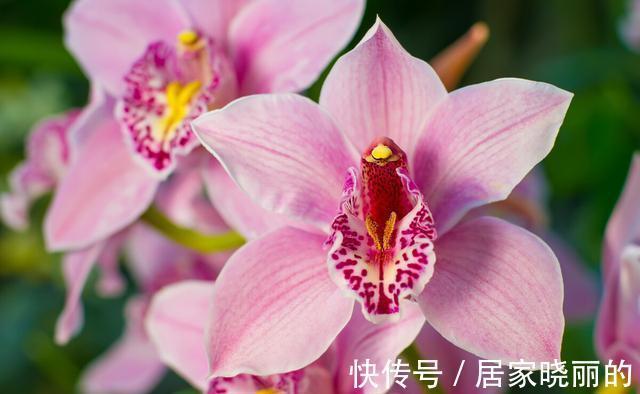 天气变冷，14种花别急着搬到室内，否则不开花或者开花少