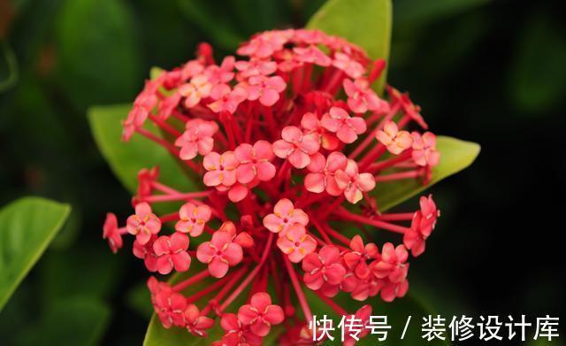 盆栽|从8月18日开始，家养此款花卉，好养易活、耐干旱，是盆栽佳品