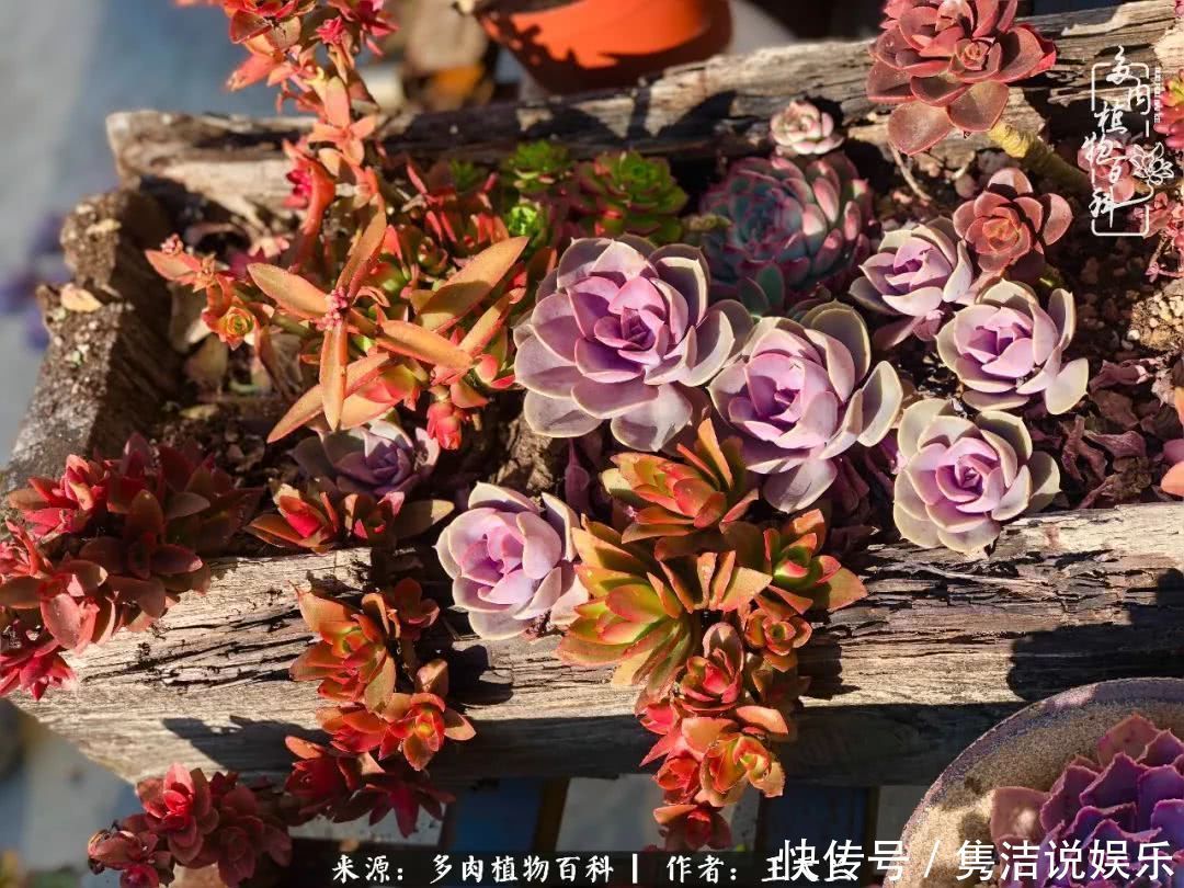 多肉遇上枯木木花盆,姑娘自己造!