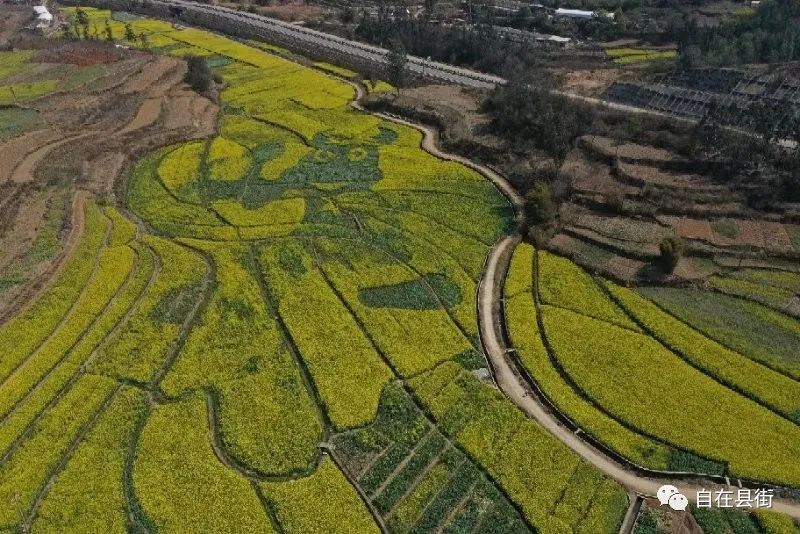 遍地金黄，山口村的油菜花开了，美到犯规！