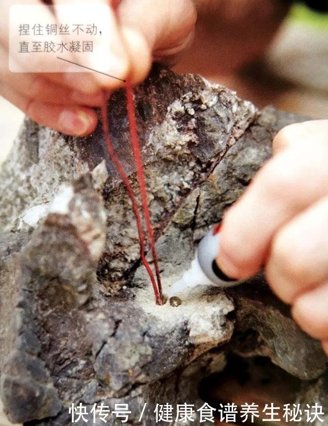 “岩石与树枝”一步步完美契合，叹服附石盆景的魅力无人能挡！