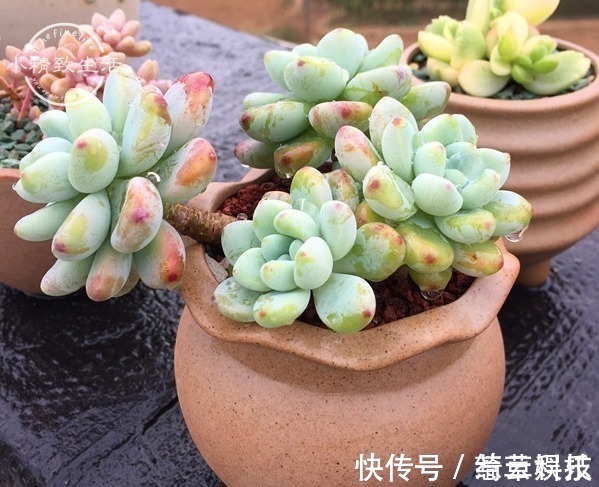 水桩|多肉老桩有真伪,3种“伪老桩”鉴别,揭开真面目,避免被忽悠