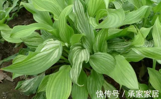 花友|简单易养的6种绿植,新手也不用担心会养死