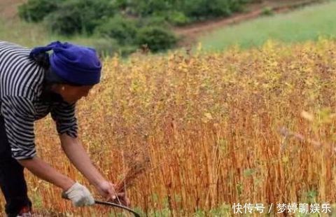 苦荞|洋葱靠边站，它才是血管“清洁工”，血管干净，血栓“躲着走”