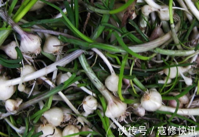 清热解毒|乡村常见的4种野草,还是清热解毒、利尿消肿的好帮手,值得一看