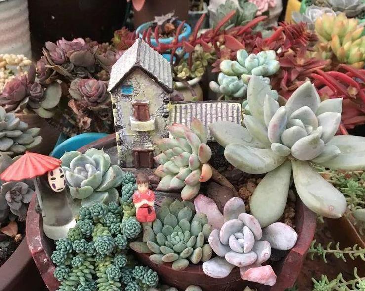 早剪|赞！天热盆栽多肉，满足此3点，安全度夏，谁见了都喜欢