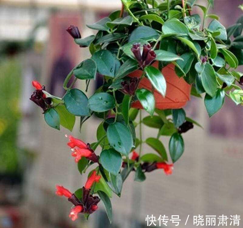 散射光|5种花最怕光，家里阴暗没关系，越暗长的越好