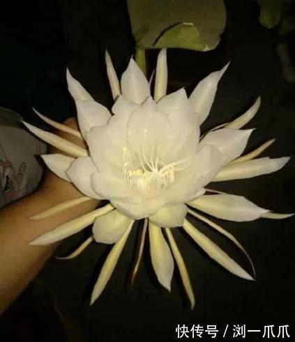 |搞笑GIF:下雪天不要乱走,因为随时可能直接消失不见