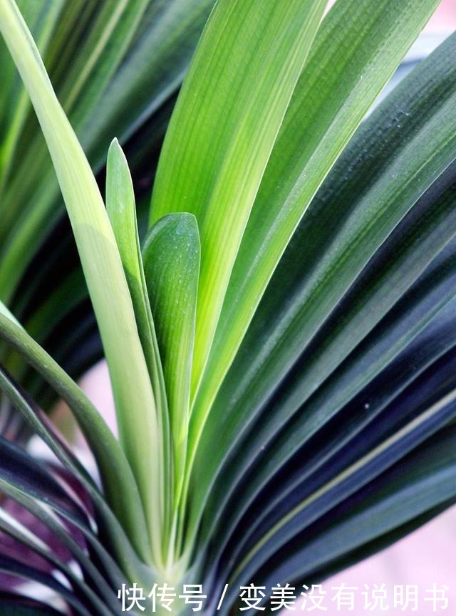 君子兰缺肥有什么症状一年四季怎样给君子兰施肥!