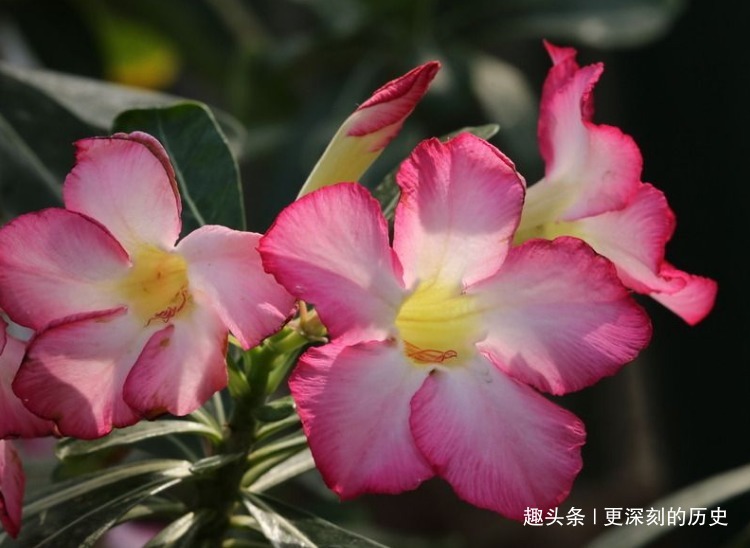 此花花色艳丽，婀娜的花姿给人以高雅秀丽的美感，寓意为至死不渝
