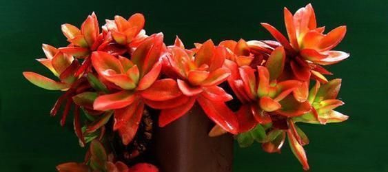 光照|此款多肉,适合新手养,不怕你虐,越虐越漂亮