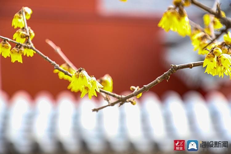 普照寺|泰安：普照寺腊梅尽情绽放 传递“春的消息”