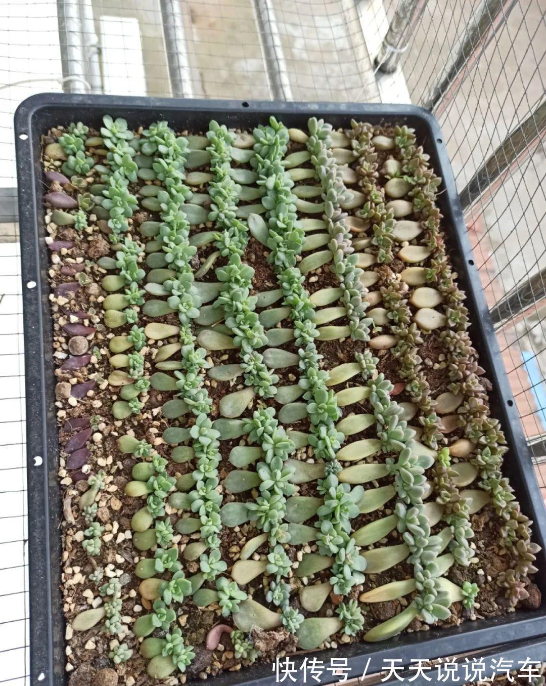 一个多肉小叶片，3个月后养爆盆，咋养的