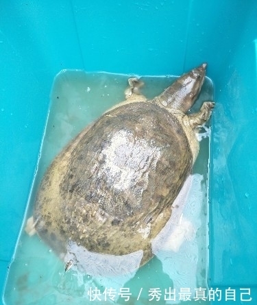男子钓鱼钓到老鳖,你看过吗?