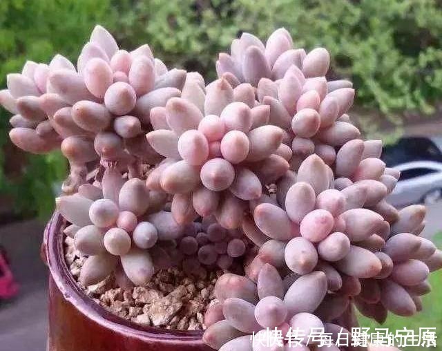 光照|多肉惯着养，早晚变成“大白菜”，饥渴3个月，状态美成仙！