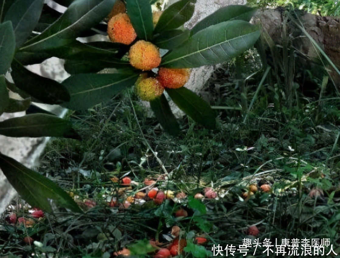 肤质|推荐男女常吃的食物,生津化痰,清热开胃,改善肤质,谁吃谁好