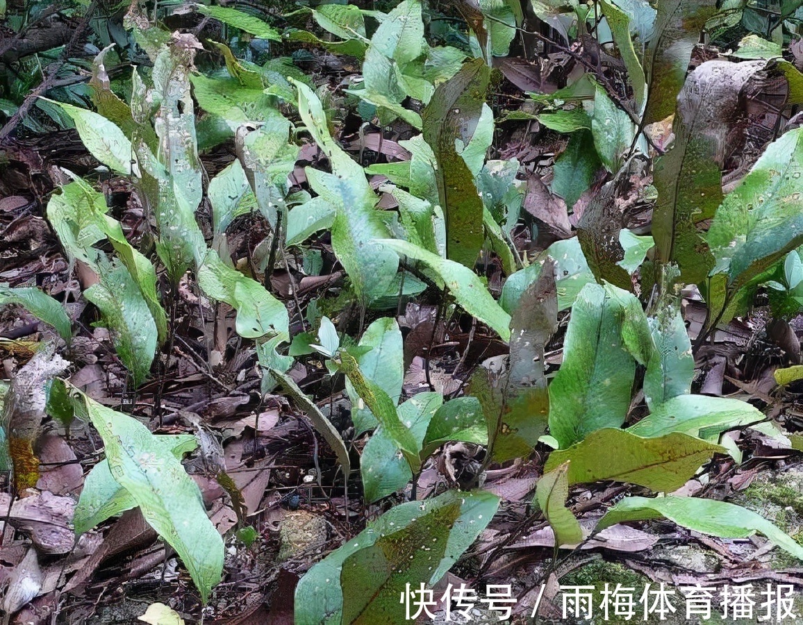 泡水|一种“精灵草”，专长岩石上，民间拿来泡水喝，野外遇见要珍惜