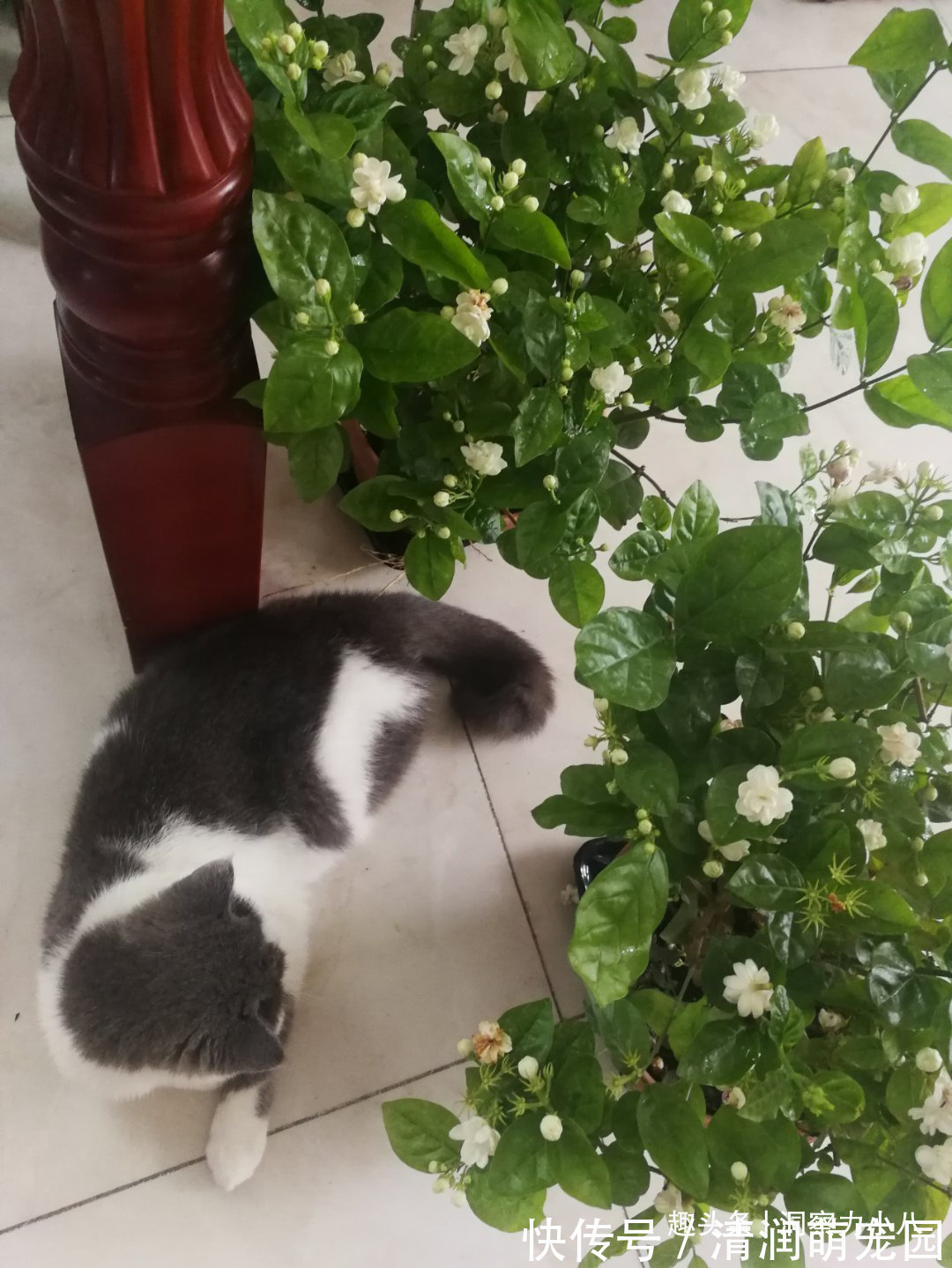 土壤|茉莉需润养,这“三位置”留点水,花苞咕噜冒,一次绽放上百朵