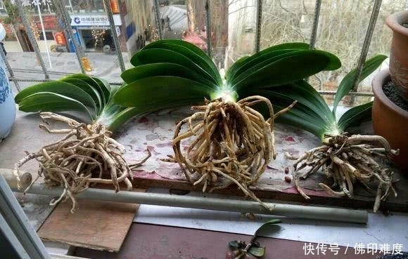 在农村不要的东西还可以拿来做养花的肥料,你们知道是什么吗?