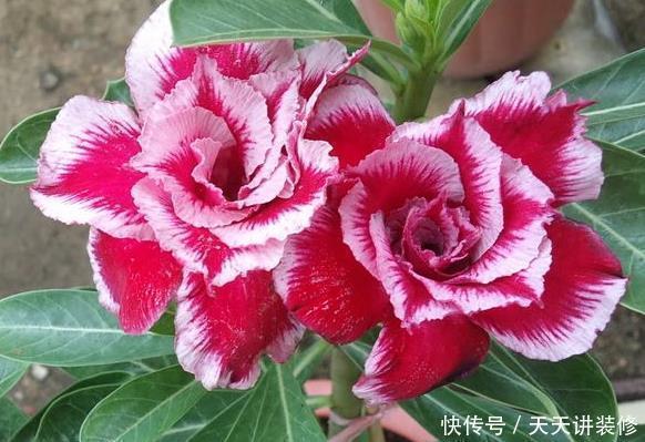 耐旱|新手养护花卉,就选好养易活、极耐旱的花卉,花开爆满枝!