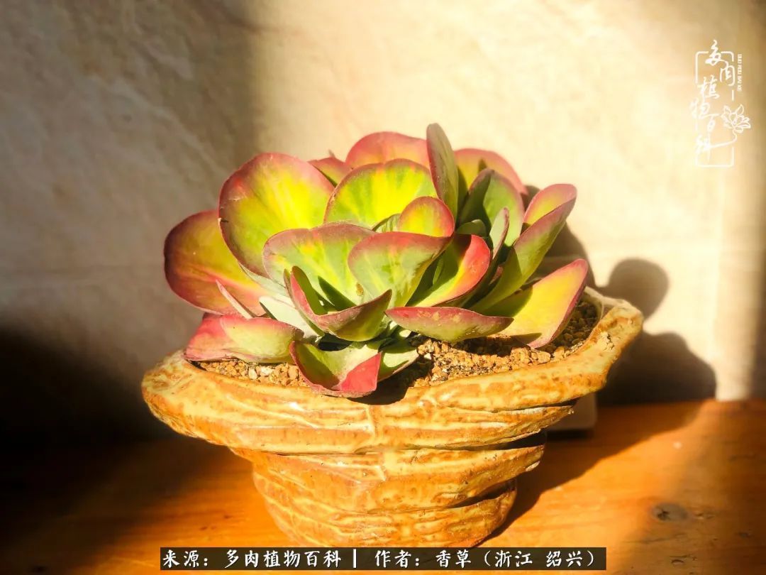 阳台上的一亩三分地,我愿与你一起,与时光媲美!