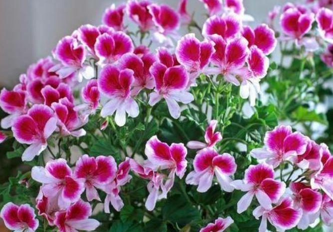 适合卫生间养的4种花,没有阳光照样疯长,能除异味