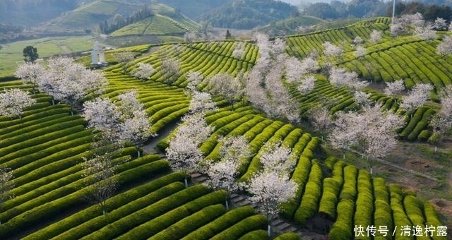 整个朋友圈都在晒的春阳茶景，原来私藏在这个江南隐逸古镇