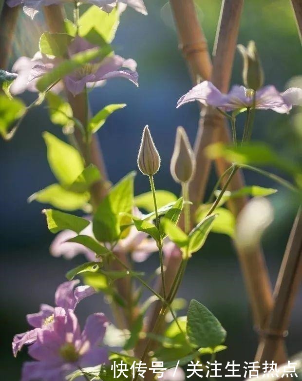 旧农舍改造成花园,一年四季花开不断,邻居看了羡慕的不得了!