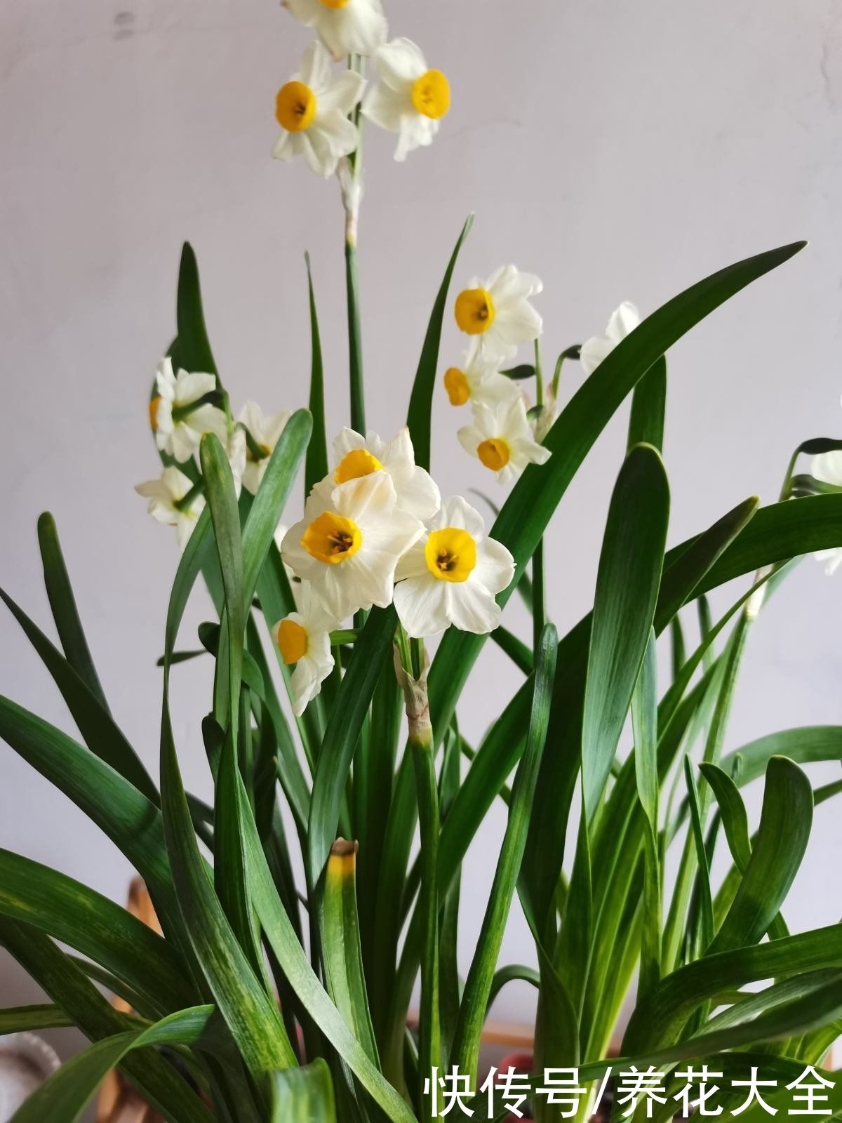 曼陀罗花不能养在家里，对身体不好，还可能招来麻烦