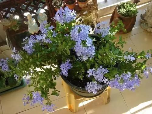 种花|4种花，是好养的“开花机器”，阳台养一盆，花儿天天开爆盆