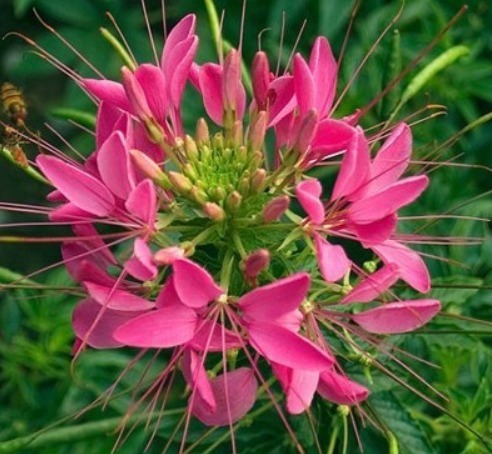 这花“新奇”,花开似球,又似蝴蝶飞舞,比菊花有趣,花开90天