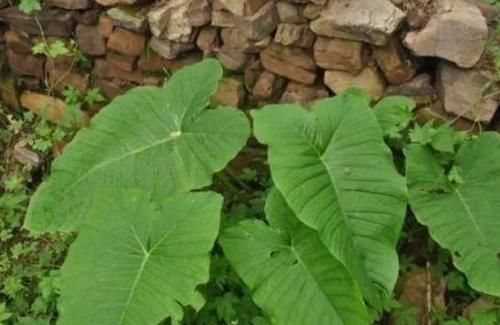 山林里生长的野草,块茎很珍贵称为“白附子”,其实还能用来祛斑