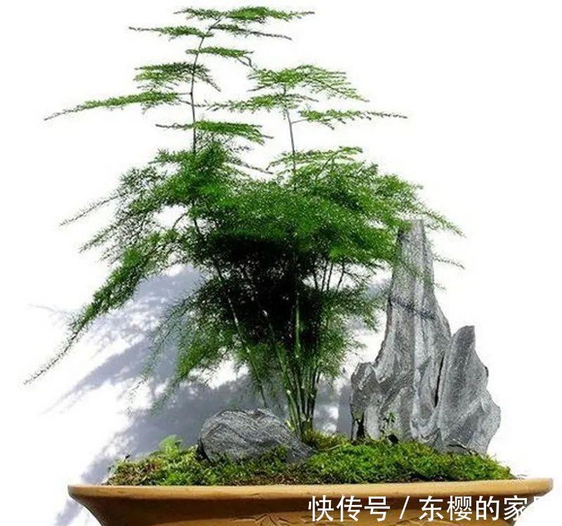 枝叶|勇闯“4关”，文竹盆栽显现盆景效果，新手也能闯到第3关哦！
