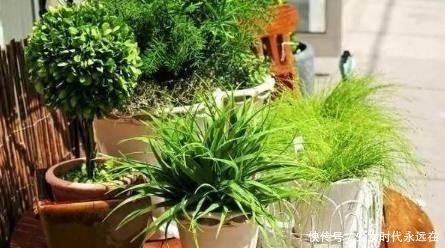 花卉|室内养护花卉的3个浇水原则，学会了再也不怕把花浇死了